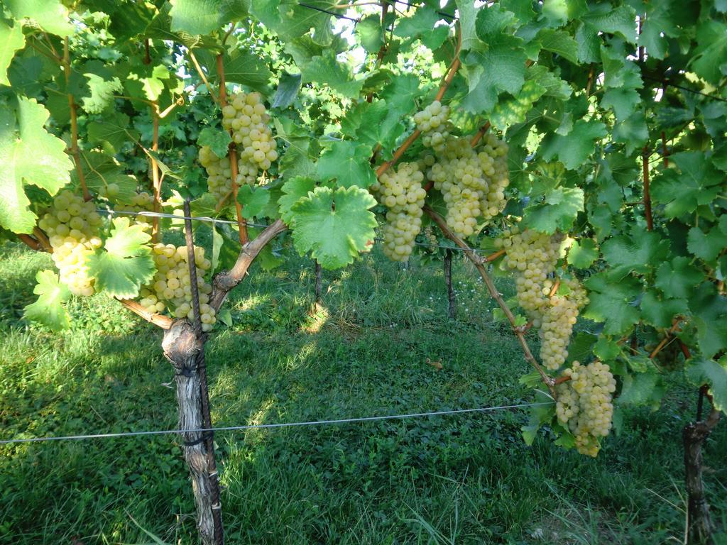 Zweytick Gaestezimmer Weingut Ratsch an der Weinstraße エクステリア 写真