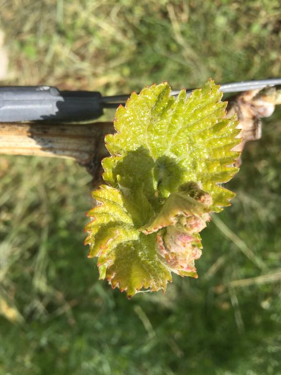Zweytick Gaestezimmer Weingut Ratsch an der Weinstraße エクステリア 写真