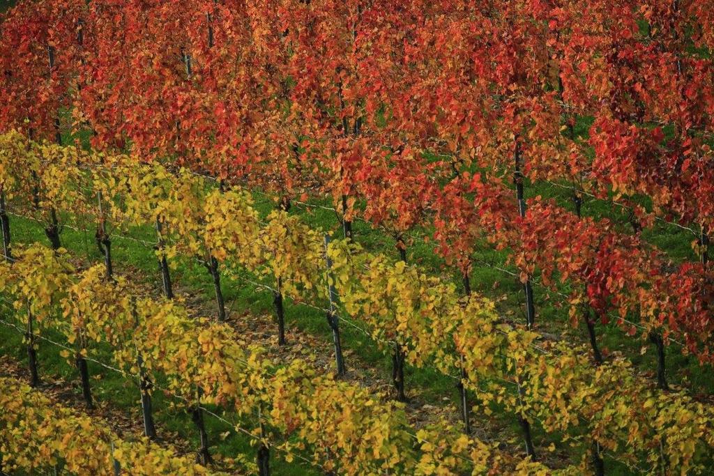 Zweytick Gaestezimmer Weingut Ratsch an der Weinstraße エクステリア 写真