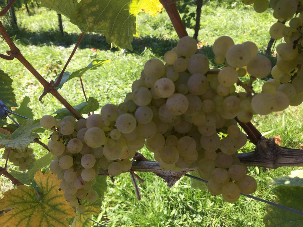 Zweytick Gaestezimmer Weingut Ratsch an der Weinstraße エクステリア 写真